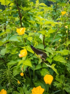 Pacific Banana Slug (Ariolimax Columbianus)