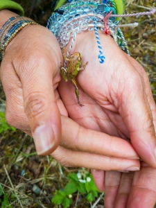 Pacific Tree Frog (Pseudacris regilla)﻿