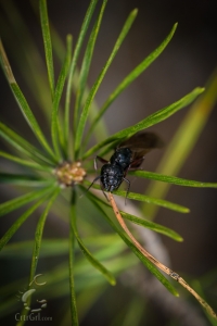 Winged Carpenter Ant (Camponotus spp.)