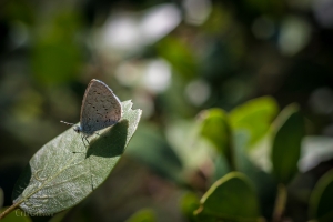 Echo Azure (Celastrina echo)