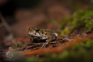 Western Toad (Anaxyrus boreas)