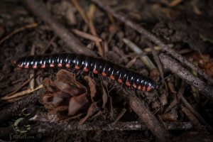 Cyanide Millipede (Harpaphe haydeniana)