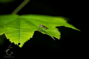 Robber Fly (Asilidae) sp?