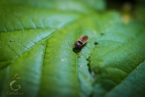 Click Beetle (Elateridae) sp?