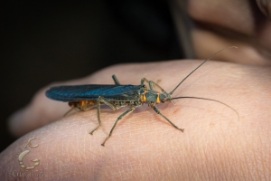 Salmonfly (Pteronarcys californica)