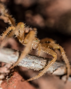 Eyes Of The Tiger...er Spider