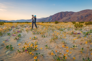 Desert in Bloom