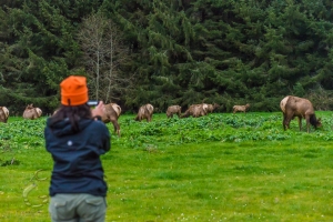 Elk Meadow