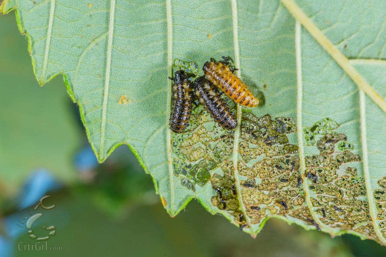 The Three Hungry Stooges! Leaf Beetle larvae (Chrysomelidae). Photo by Scott McGee at Under Pressure Photography