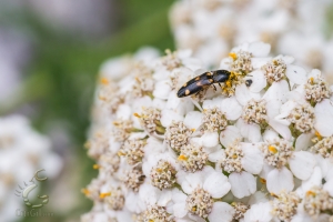 Pollinator!