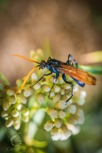 The Battle For Nectar