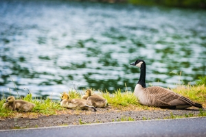 The True Mother Goose