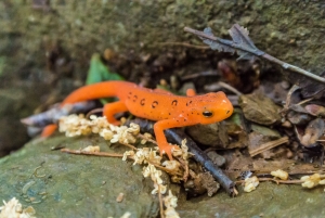 The Little Orange Tangerine