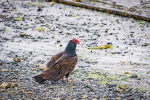 The Lone Vulture