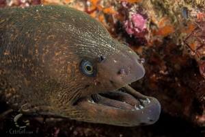 "Say, wanna hear a rEEL bad eel joke?...You just did! Ah ha ha...ahem."