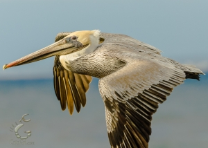 Prehistoric Dive Bomber