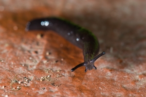 "I'm Snot A Booger, I'm A Slug!"