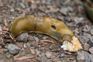 Slug Combs Shroom To Death