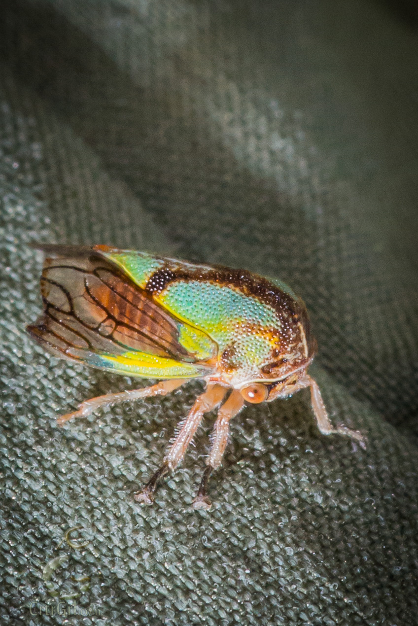 The Helmeted Hemipteran Hopper