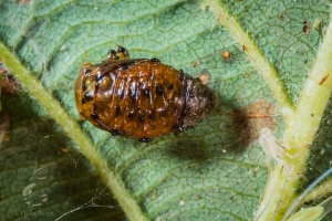 HIdden Treasures Under Leaf 1