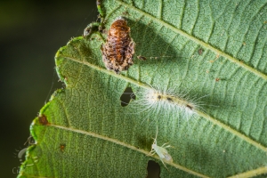 Hidden Treasures Under Leaf 3