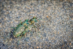 Mating Jewels